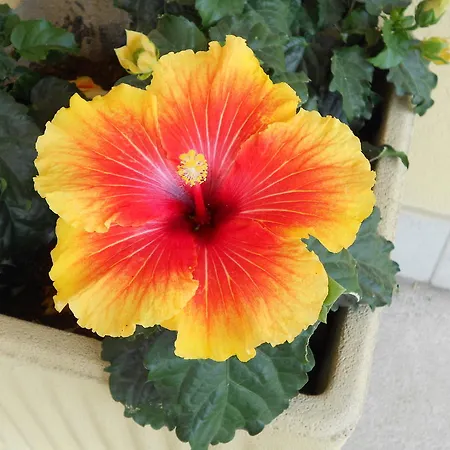 ホテル Laguna Blu